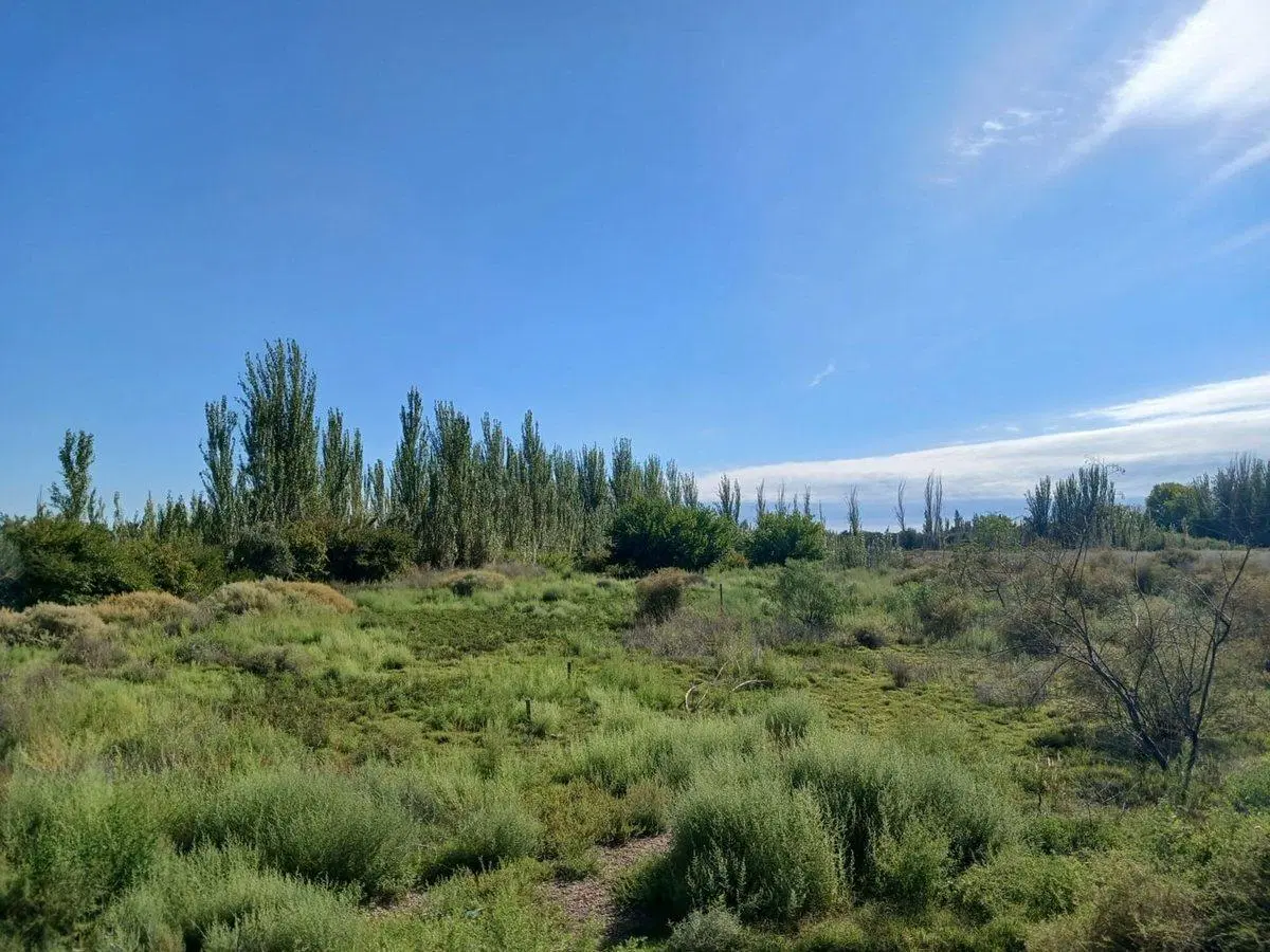 Venta Lote apto desarrollo 2ha San Martin Mendoza 4