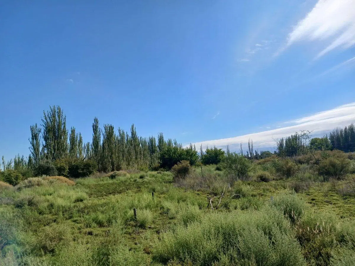 Venta Lote apto desarrollo 2ha San Martin Mendoza 5