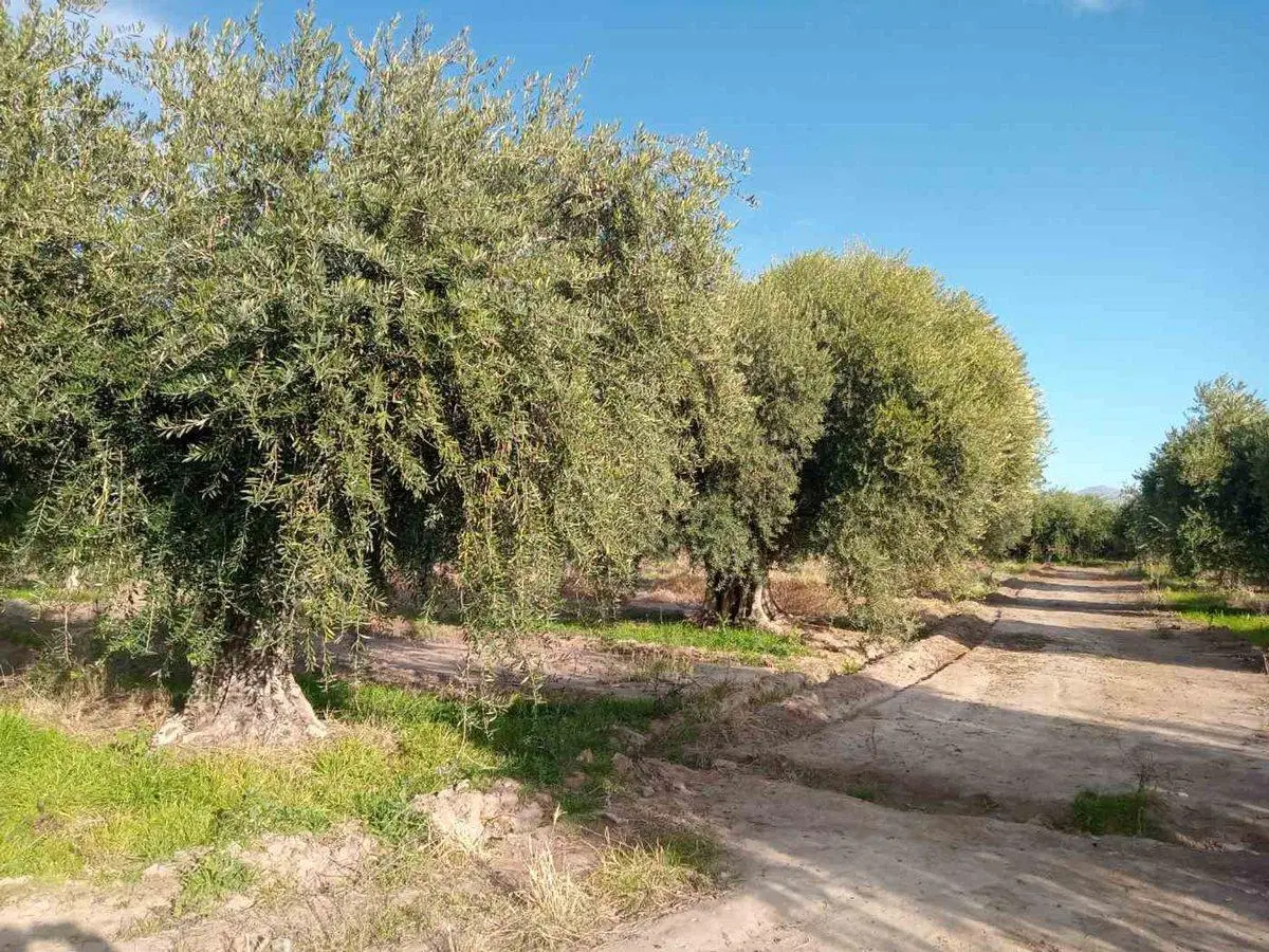 TERRENO EN VENTA EN RUSSELL MAIPU MENDOZA 3