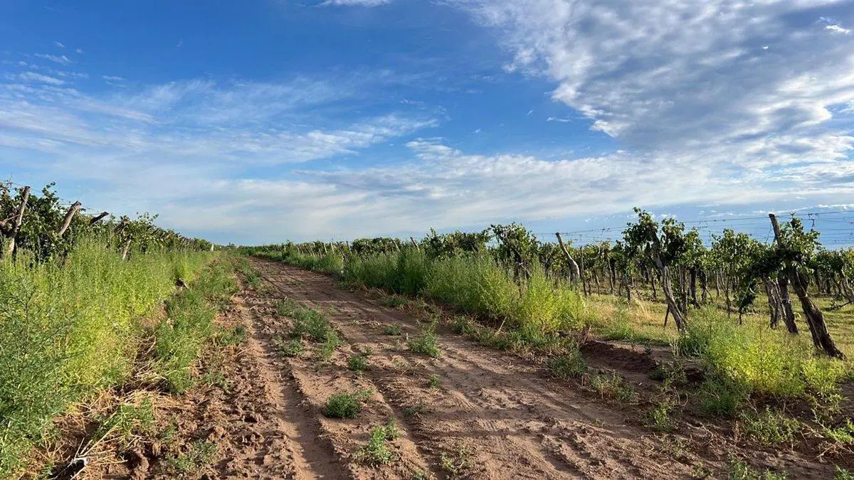 finca en produccion viñedos chapanay 4