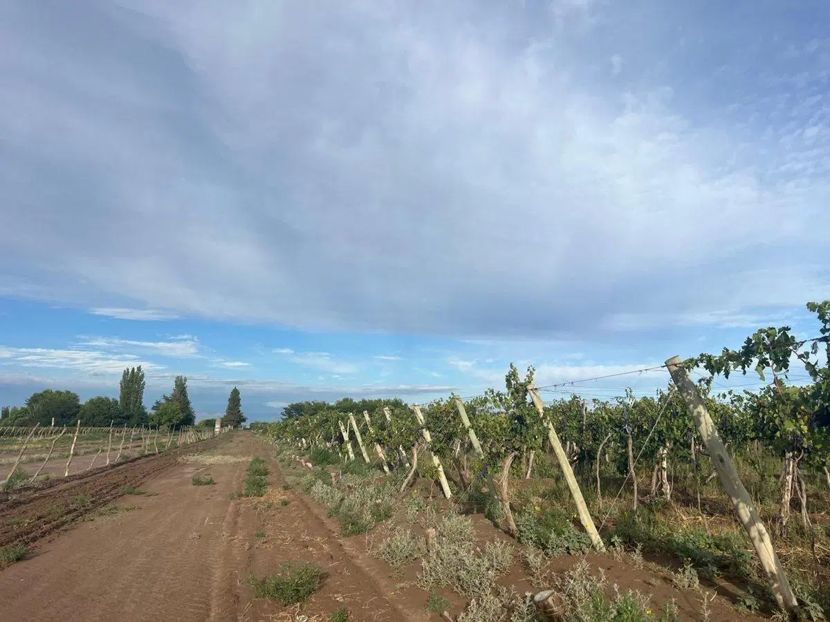 finca en produccion viñedos chapanay 2