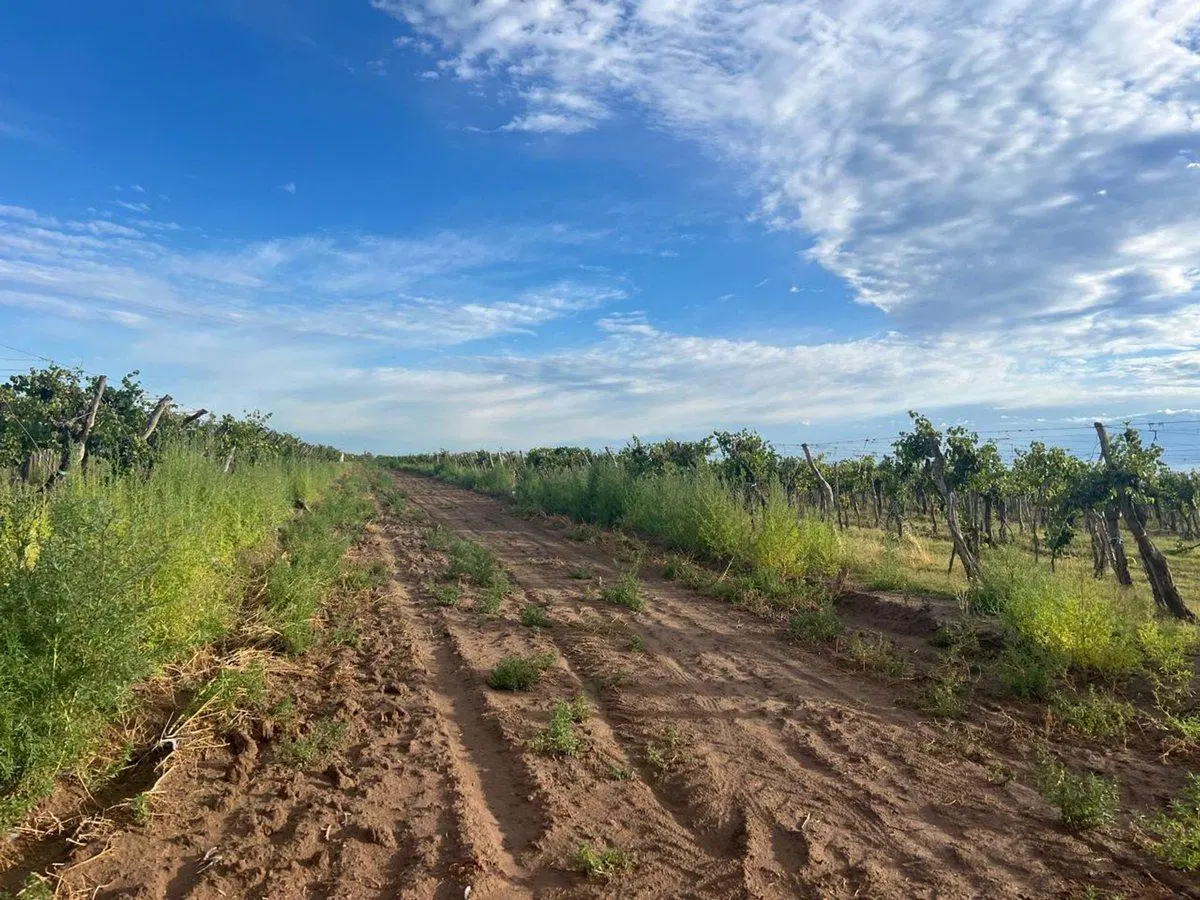 finca en produccion viñedos chapanay 3