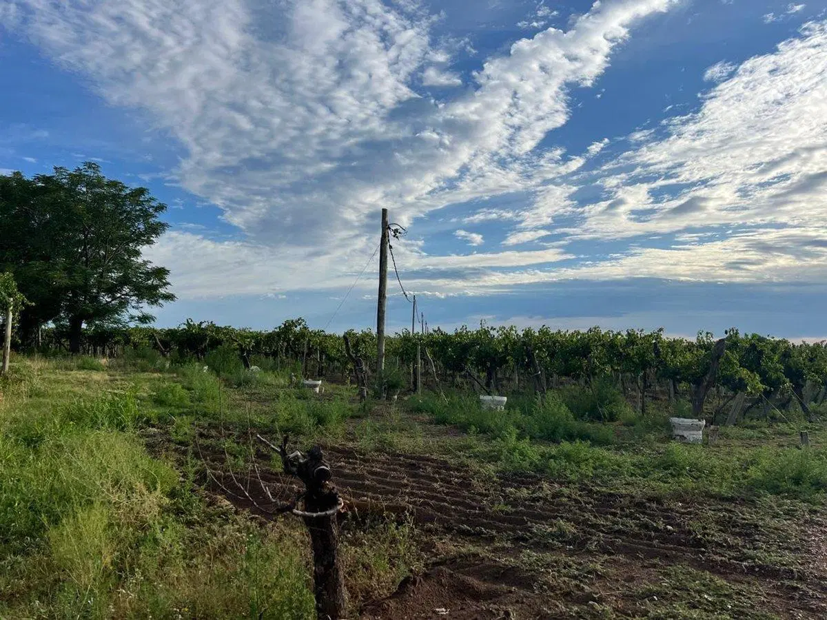 finca en produccion viñedos chapanay 5
