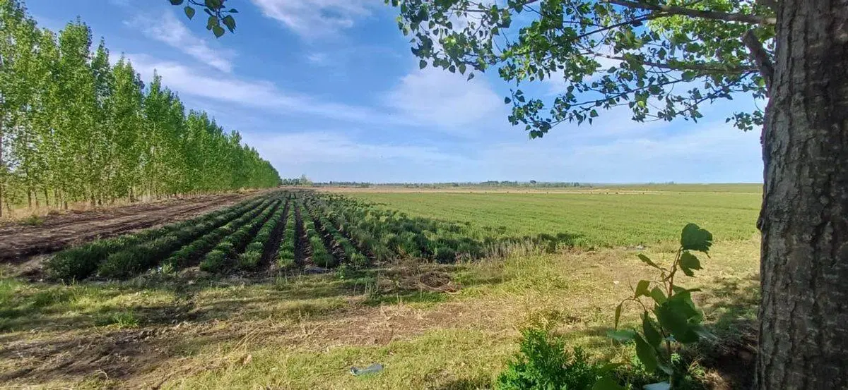 VENTA FINCA VALLE DE UCO SAN CARLOS MENDOZA 4