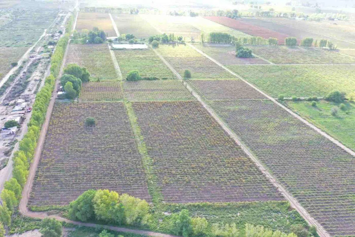 FINCA PRODUCTIVA 50ha VENTA EL CENTRAL SAN MARTIN 5