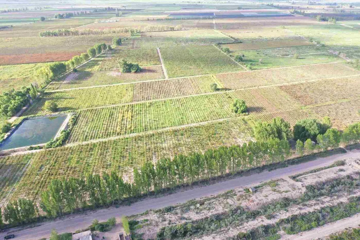 FINCA PRODUCTIVA 50ha VENTA EL CENTRAL SAN MARTIN 4