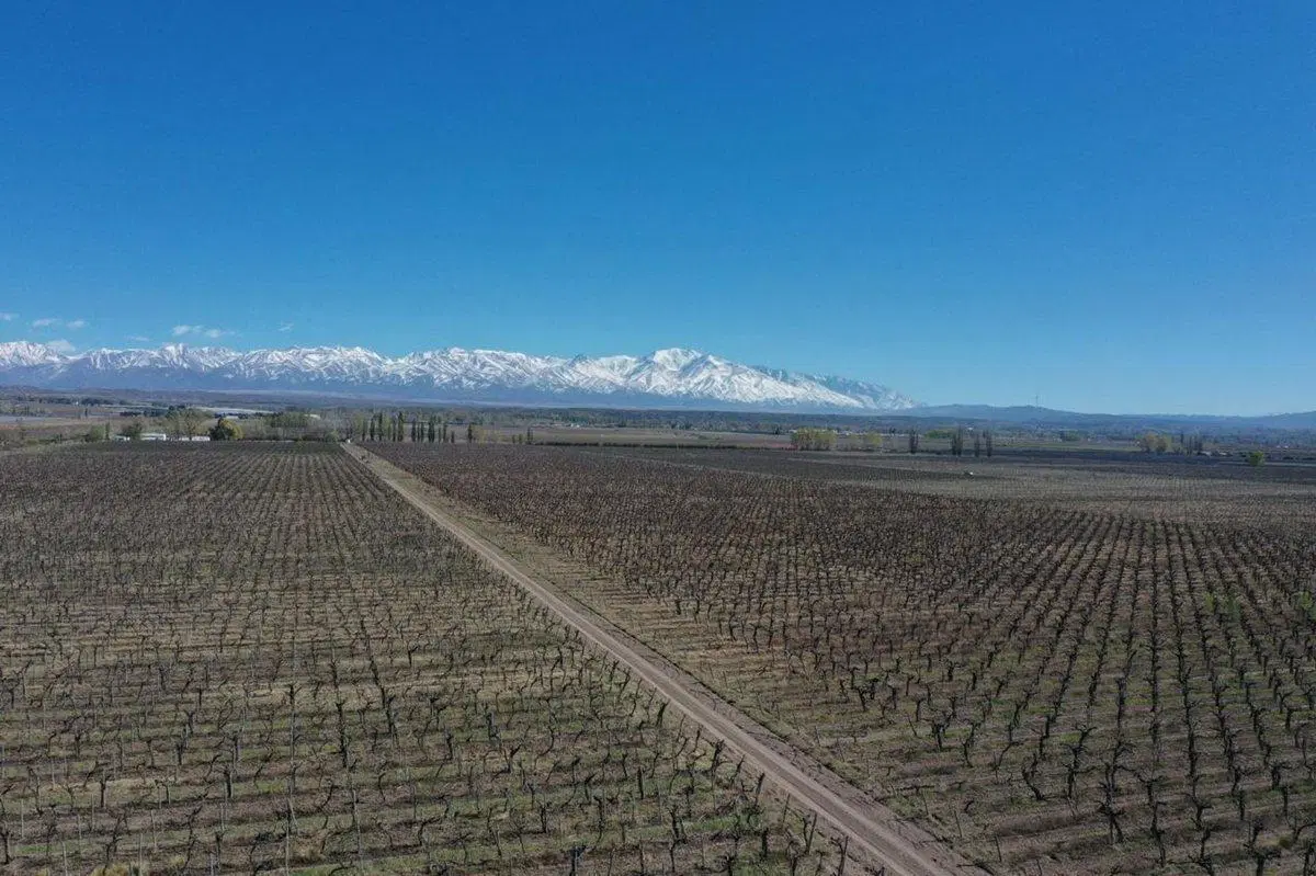 Venta Finca OrgánicaTupungato Mendoza 4