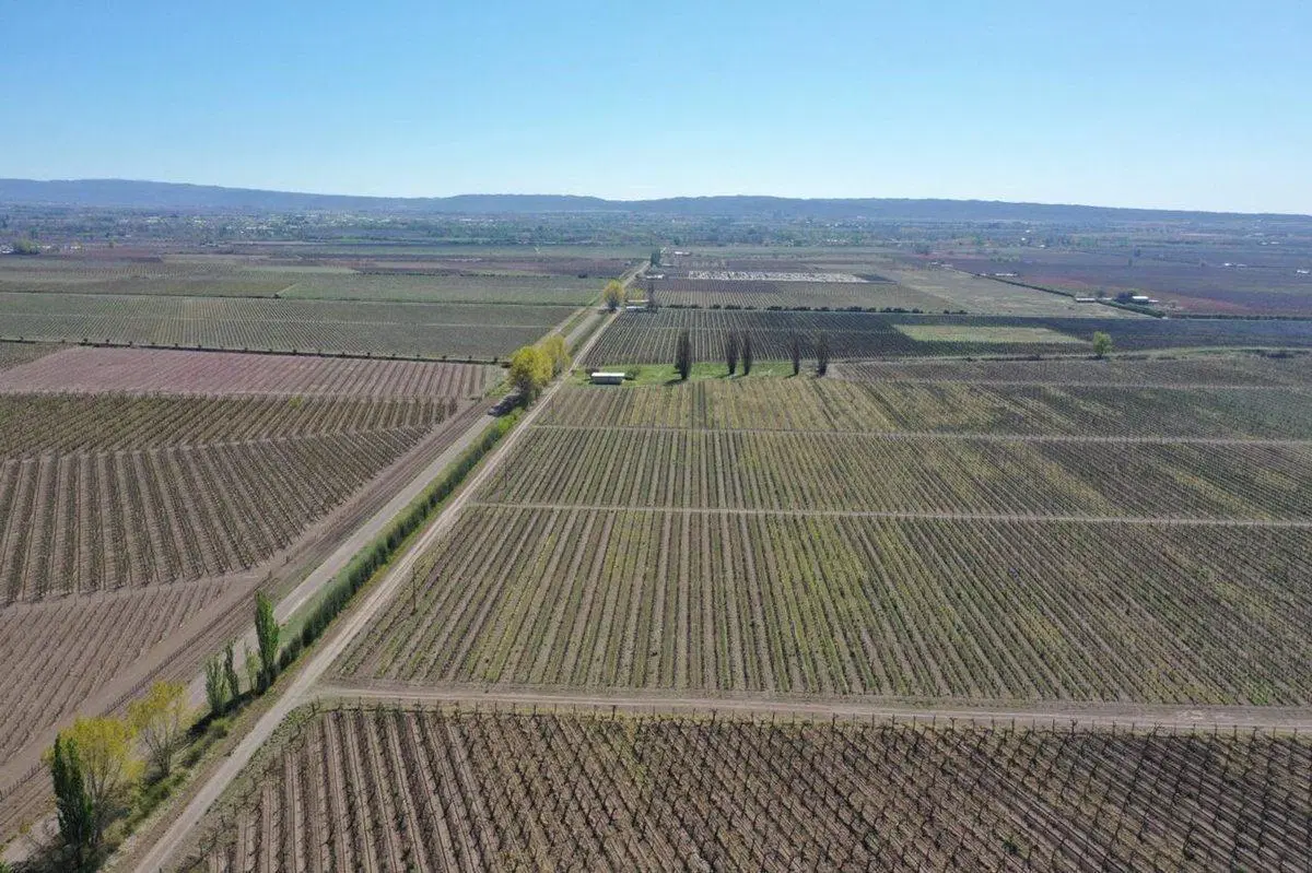 Venta Finca OrgánicaTupungato Mendoza 2