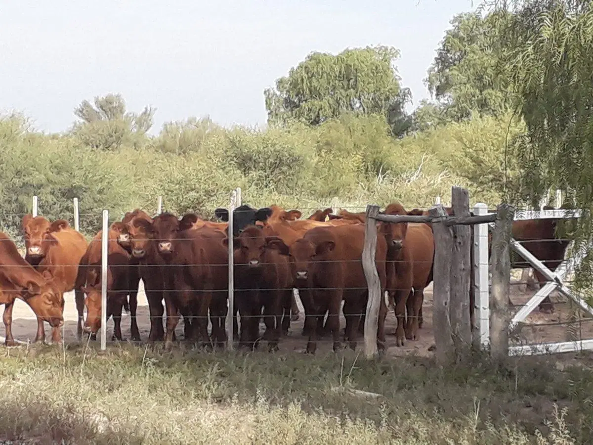 VENTA CAMPO GANADERO 7200ha MZA. APTO PISTACHIO 5