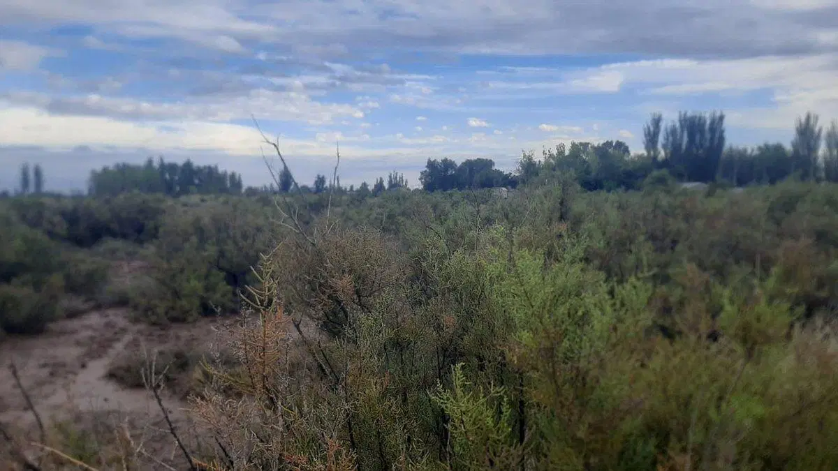 Venta terreno Zona Industrial Lavalle Mendoza 6Ha 2