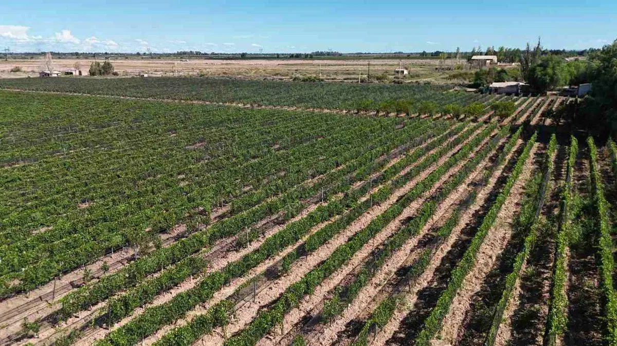 FINCA CON VIÑEDOS EN PRODUCCION EN VENTA MENDOZA 4
