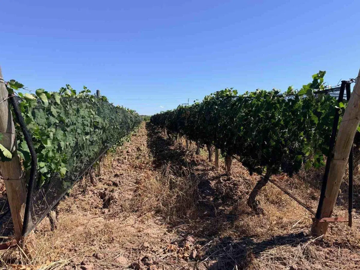 FINCA CON VIÑEDOS EN PRODUCCION EN VENTA MENDOZA 2