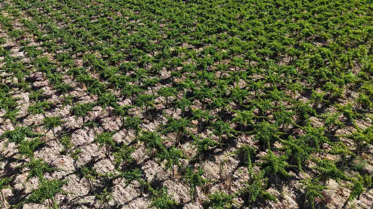 FINCA CON VIÑEDOS EN PRODUCCION EN VENTA MENDOZA