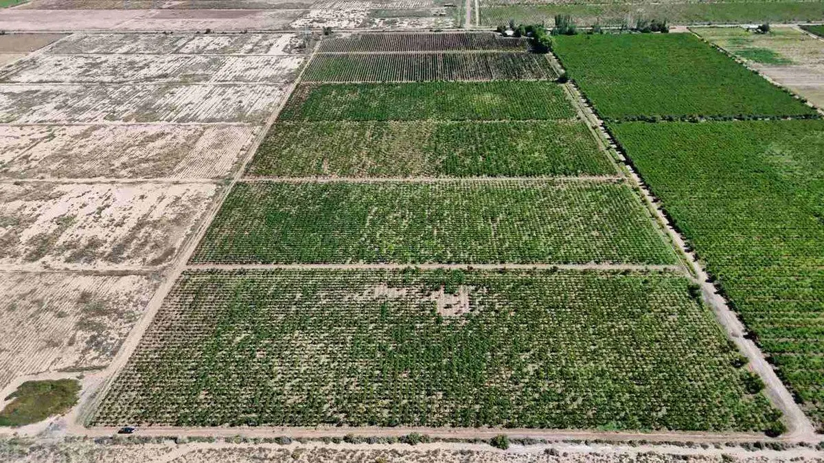 FINCA CON VIÑEDOS EN PRODUCCION EN VENTA MENDOZA 3