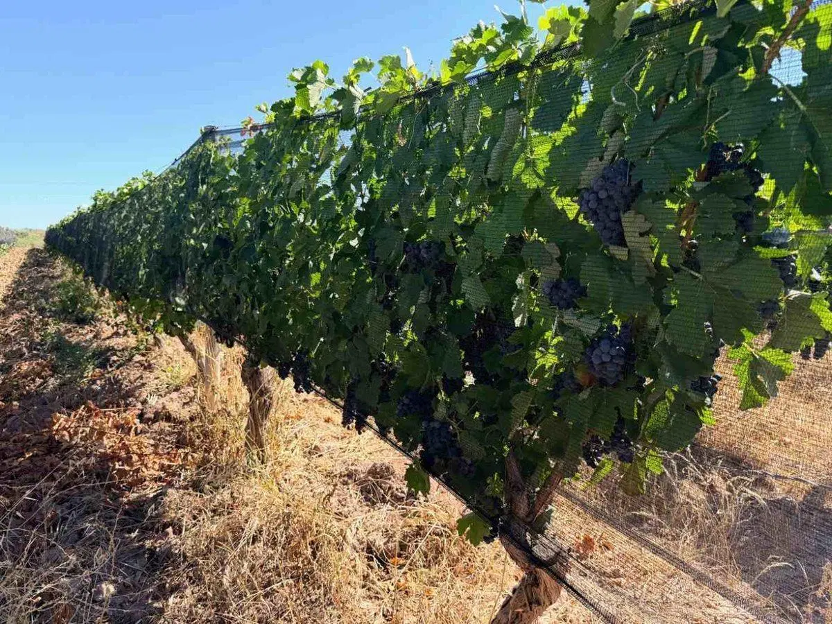 FINCA CON VIÑEDOS EN PRODUCCION EN VENTA MENDOZA 5