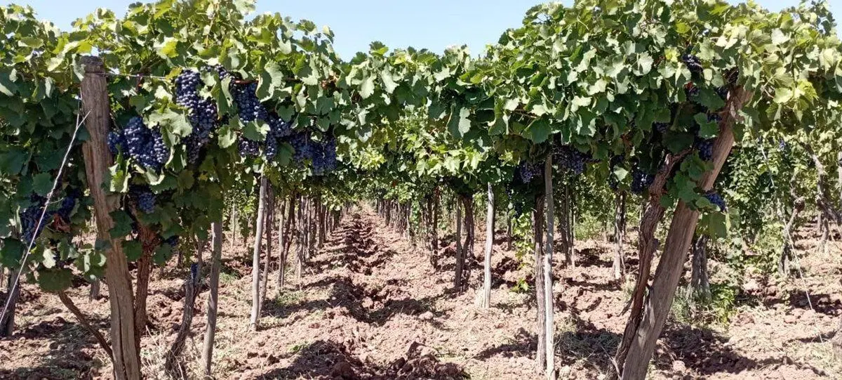FINCA PRODUCTIVA EN VENTA EN MENDOZA 5