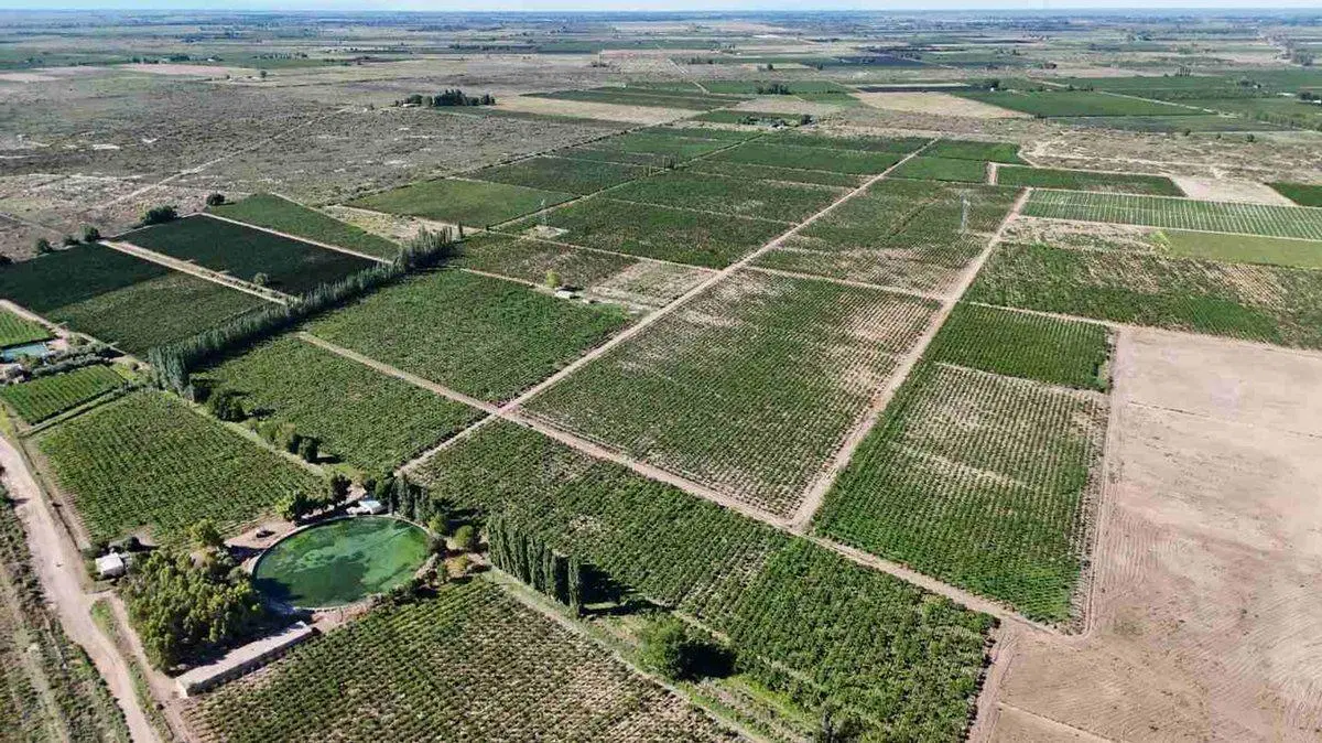 FINCA PRODUCTIVA EN VENTA EN MENDOZA 3