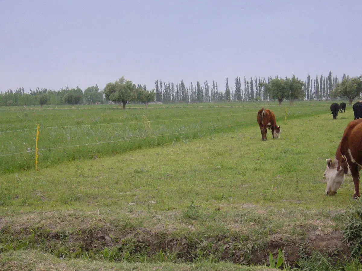 VENTA CAMPO GANADERO 400 Ha. GOUDGE SAN RAFAEL MDZ 2