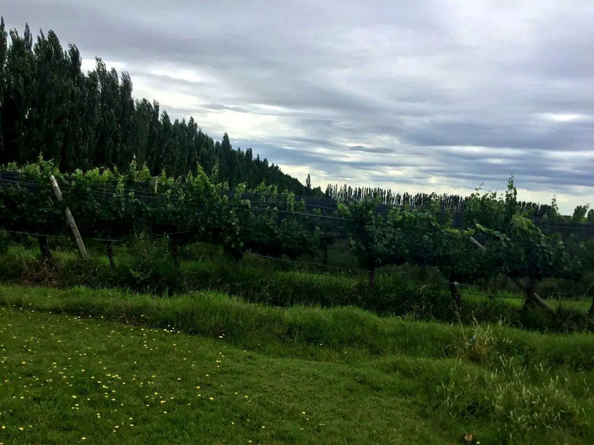 VENTA CAMPO GANADERO 400 Ha. GOUDGE SAN RAFAEL MDZ 4