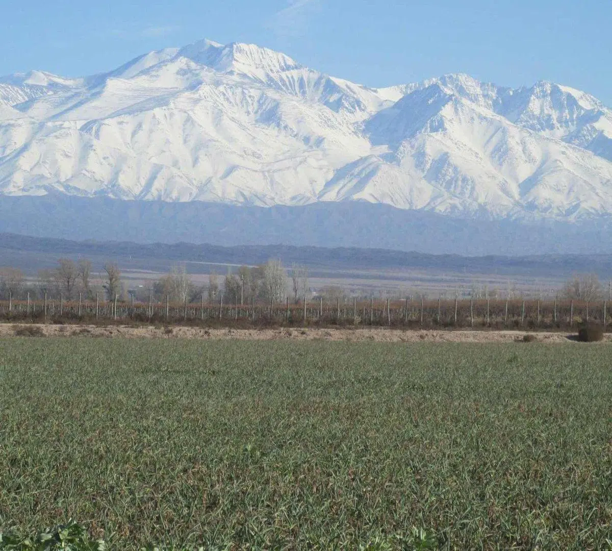 Finca en Venta Ugarteche Lujan de Cuyo 2
