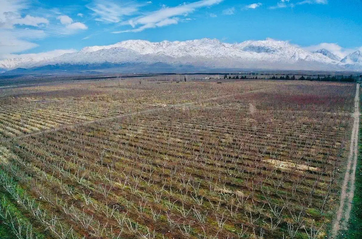 Exclusiva Finca Premium en Venta en Los Chacayes 5