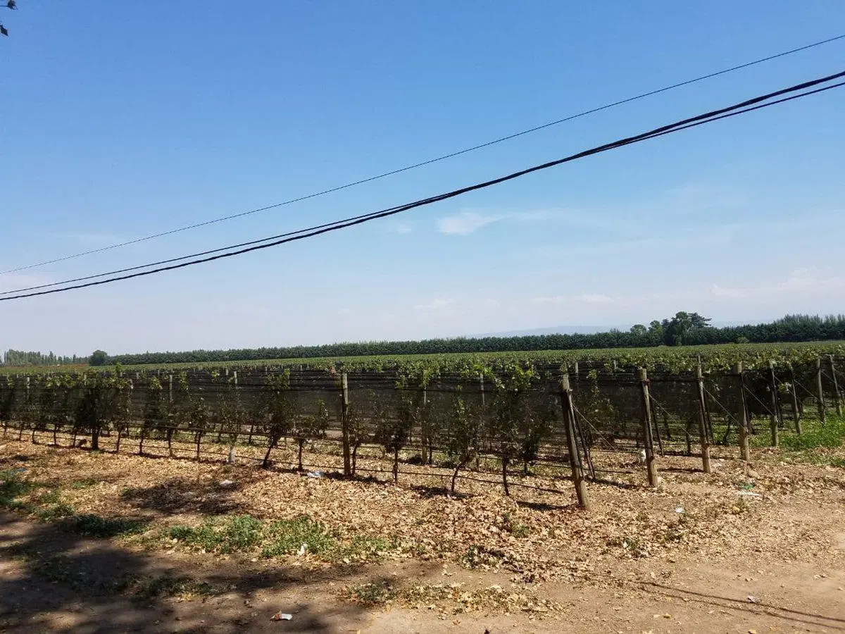 Finca de 33 hectáreas a la Venta en Agrelo 2