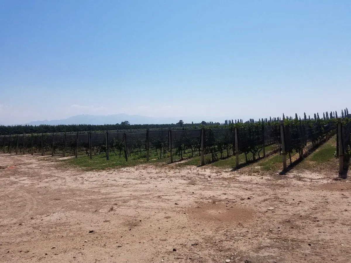 Finca de 33 hectáreas a la Venta en Agrelo 4
