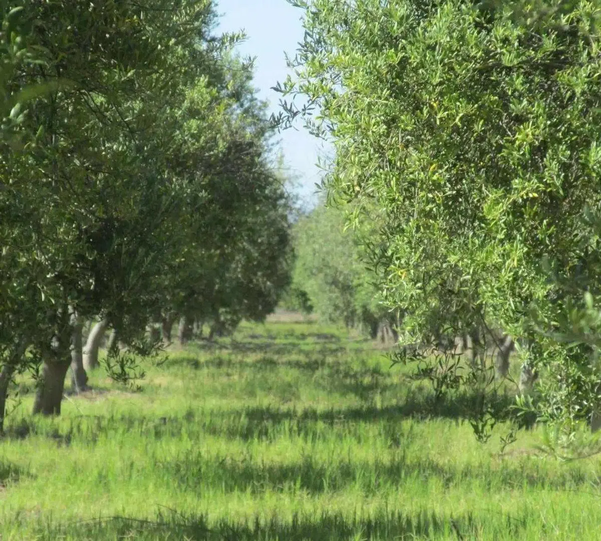venta finca en  produccion en maipu para barrios 3