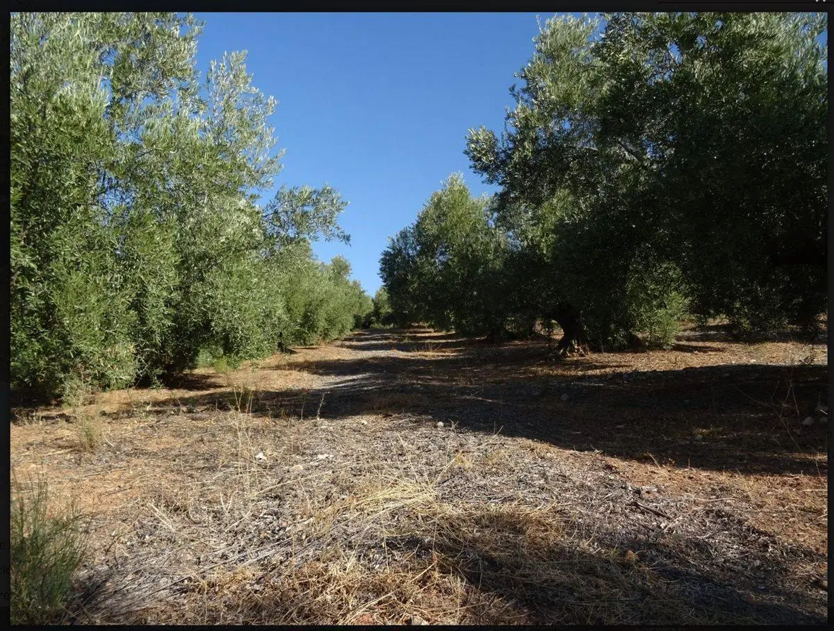 venta finca en  produccion en maipu para barrios 4
