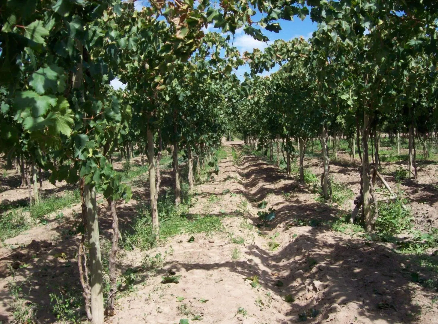 VENTA FINCA PRODUCTIVA 13,34 HA SAN MARTÍN 2