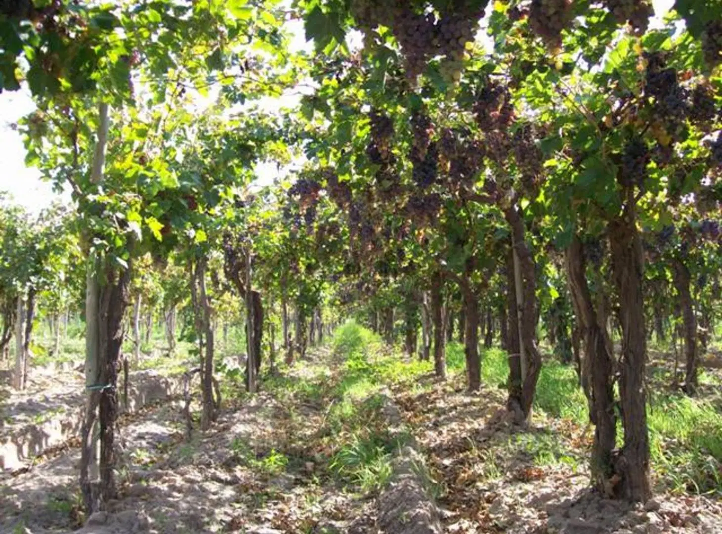 VENTA FINCA PRODUCTIVA 13,34 HA SAN MARTÍN 5