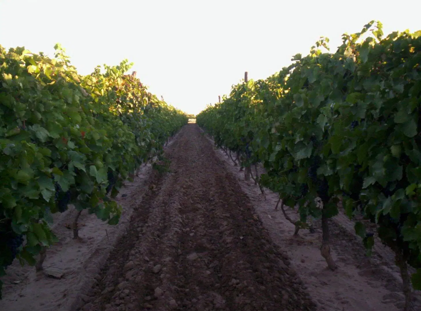 VENTA FINCA PRODUCTIVA 13,34 HA SAN MARTÍN 4