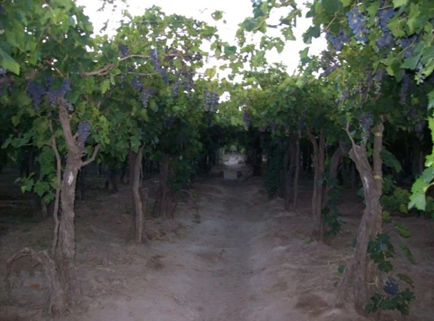 VENTA FINCA PRODUCTIVA 13,34 HA SAN MARTÍN 3