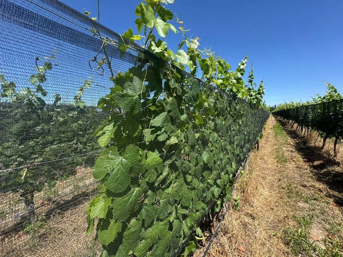 VENTA FINCA EN PEDRIEL LUJAN DE CUYO 3