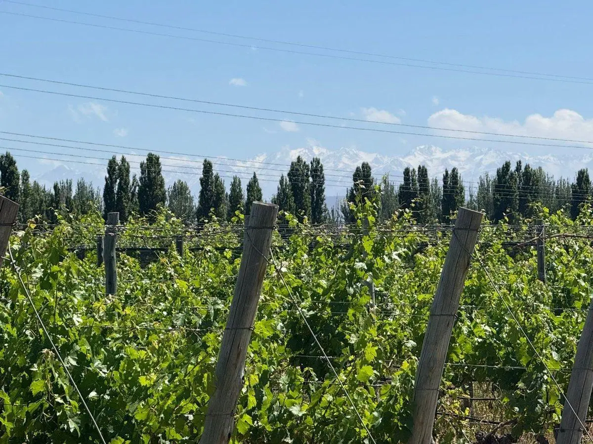 VENTA FINCA EN PEDRIEL LUJAN DE CUYO 4