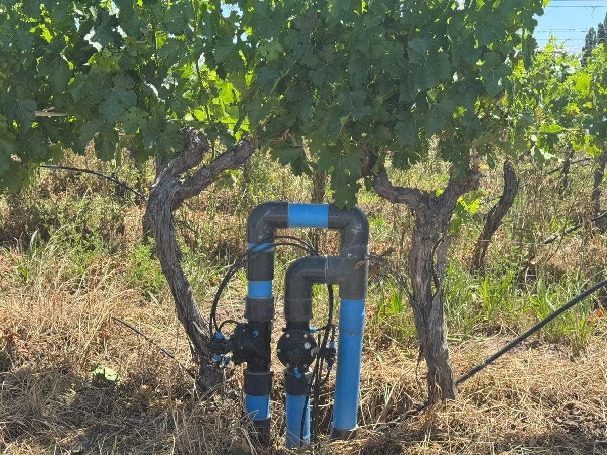 VENTA FINCA EN PEDRIEL LUJAN DE CUYO 5