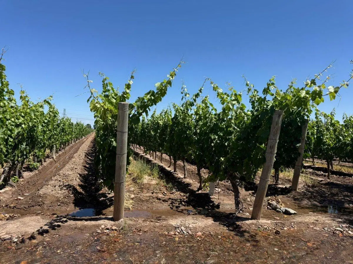 VENTA FINCA EN PEDRIEL LUJAN DE CUYO 2