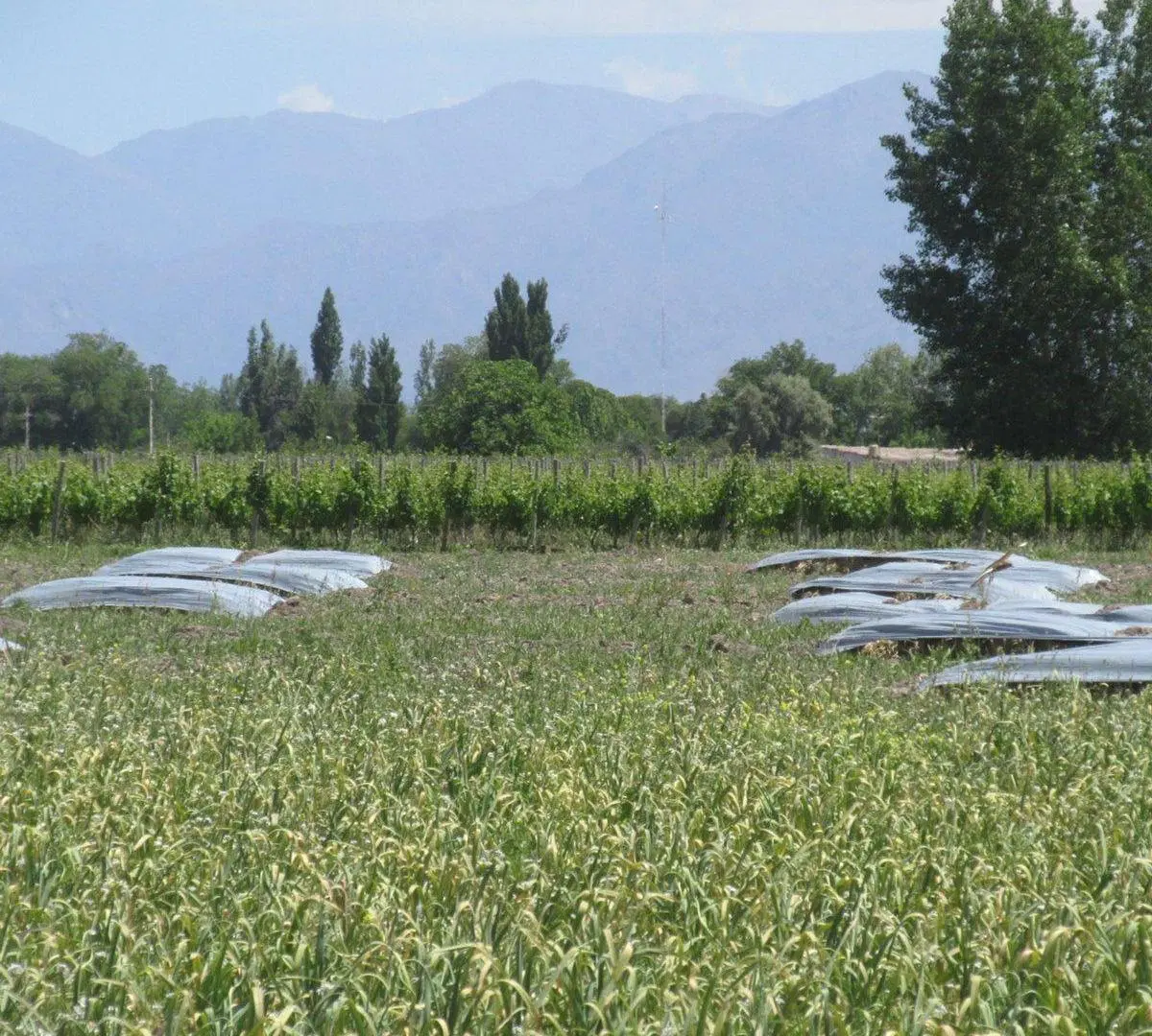 Finca 3 has. en Venta en La Consulta Valle de Uco 2