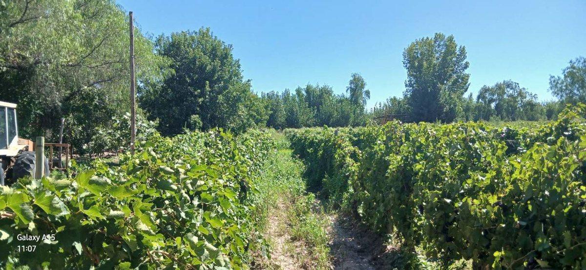 FINCA 23ha EN VENTA COLONIA SEGOVIA EN PRODUCCIÓN