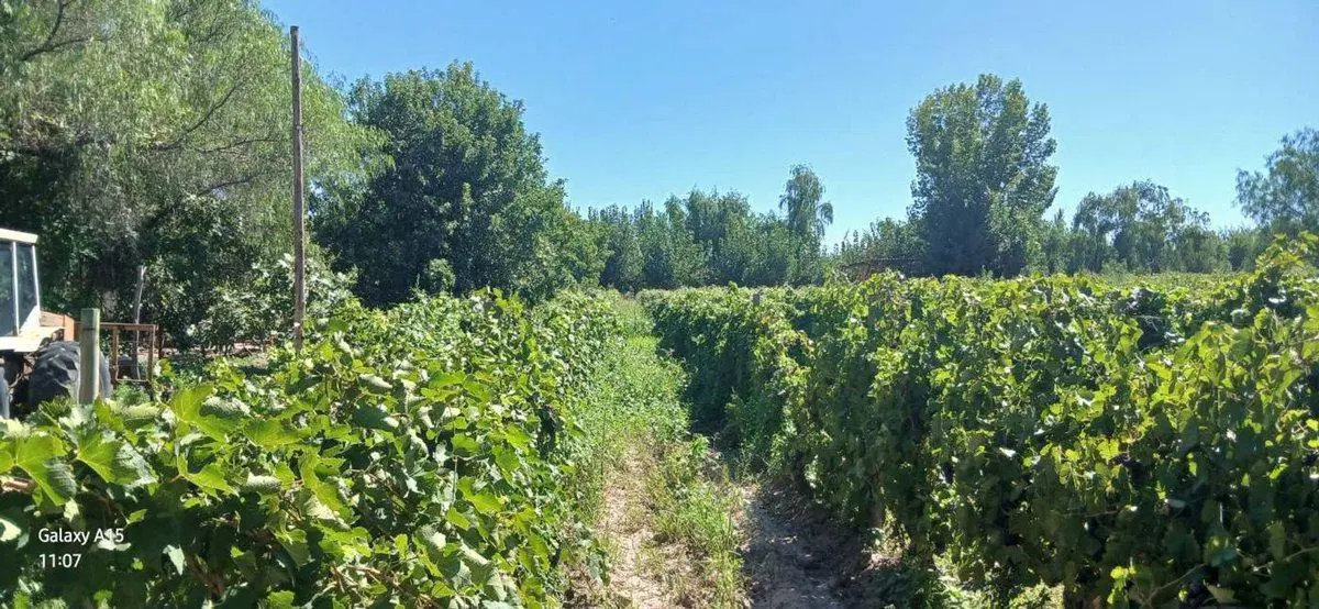FINCA 23ha EN VENTA COLONIA SEGOVIA EN PRODUCCIÓN 3