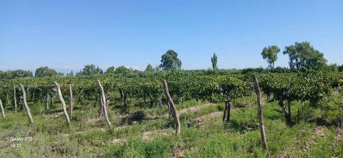 FINCA 23ha EN VENTA COLONIA SEGOVIA EN PRODUCCIÓN 5