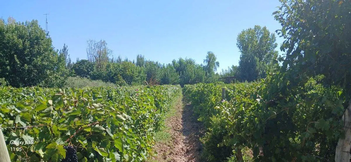 FINCA 23ha EN VENTA COLONIA SEGOVIA EN PRODUCCIÓN 2