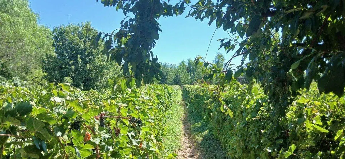FINCA 23ha EN VENTA COLONIA SEGOVIA EN PRODUCCIÓN 4