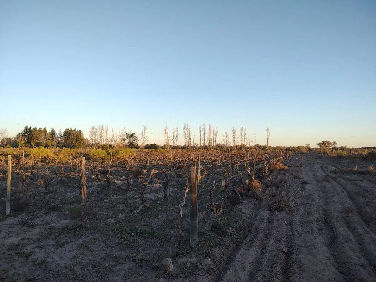 VENTA FINCA 75 Ha c/pozo - La Dormida 5