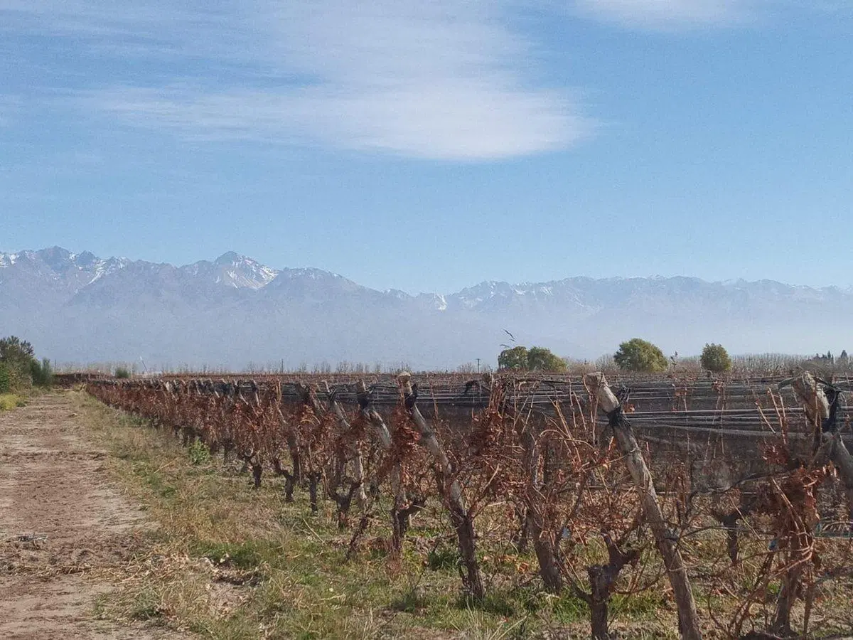 Viñedo 4.7 has en Venta en San Carlos Valle de Uco 5