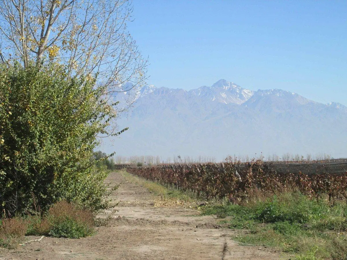 Viñedo 4.7 has en Venta en San Carlos Valle de Uco 4