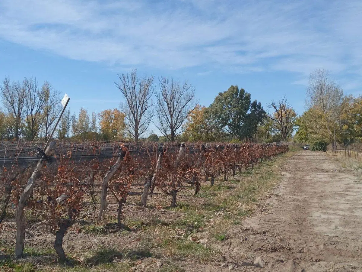 Viñedo 4.7 has en Venta en San Carlos Valle de Uco 3