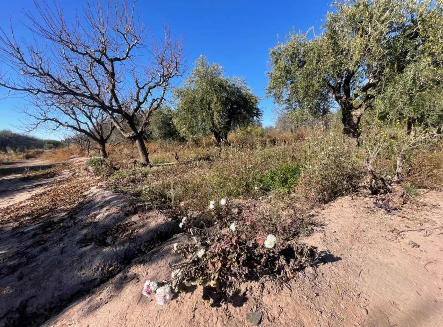 VENTA TERRENO MAIPÚ MENDOZA 8