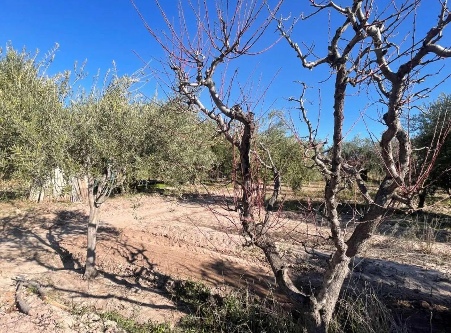 VENTA TERRENO MAIPÚ MENDOZA 5