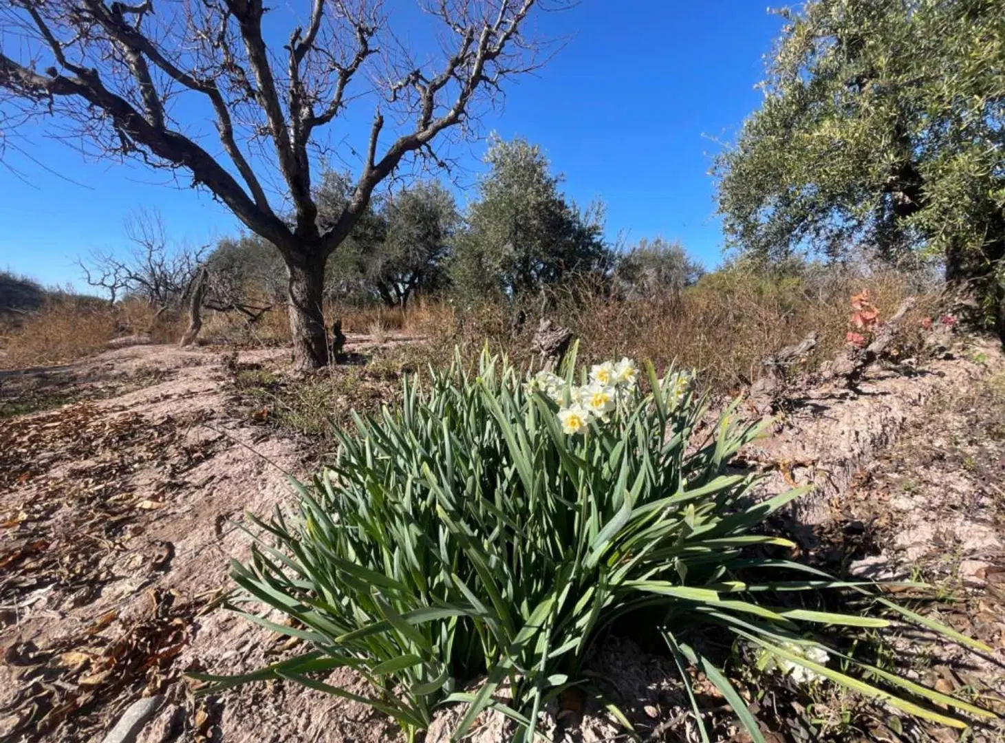 VENTA TERRENO MAIPÚ MENDOZA 4